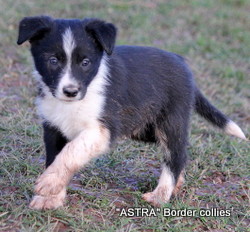 black and white MALE border collie puppy